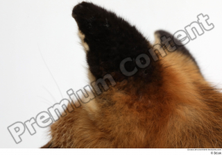 Red fox ear 0009.jpg